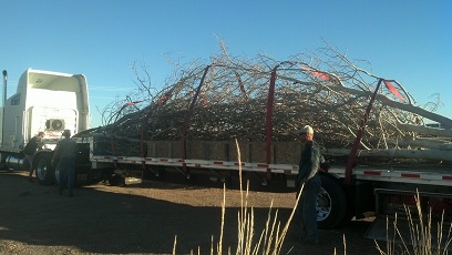 photo of aspen trees being shipped